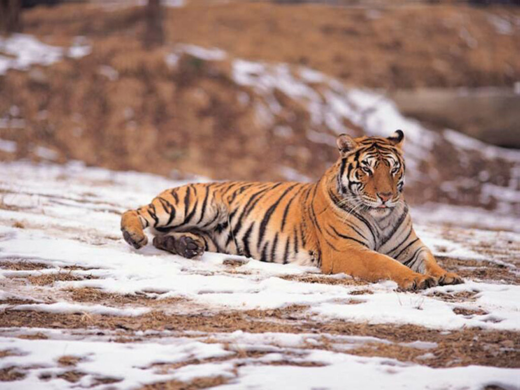     -  | Desktop Wallpapers Animals