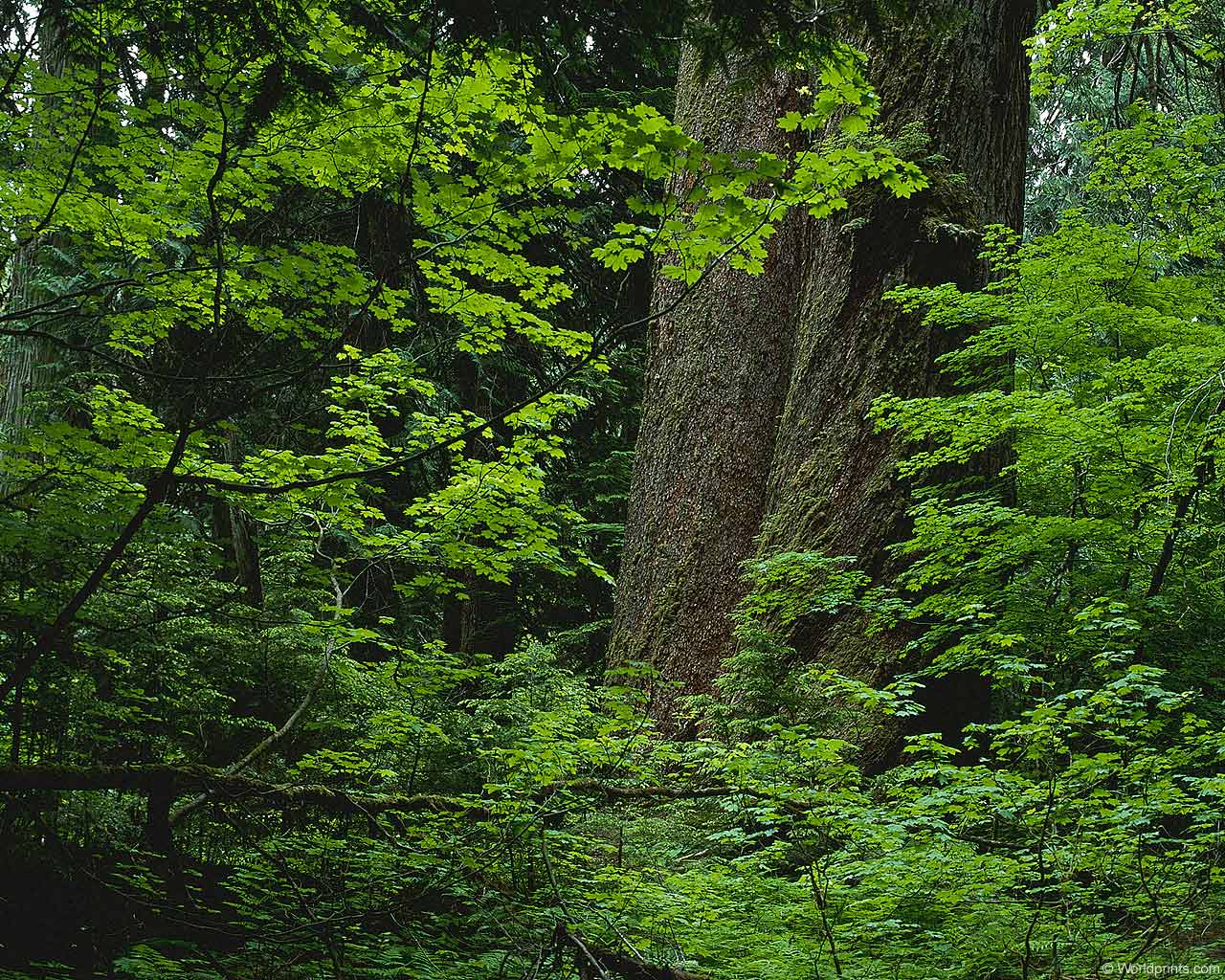     -  | Desktop Wallpaper - Nature